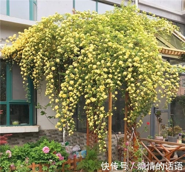 这种花不怕冷，好养易活，适合秋冬季节栽种，慢慢长成一片“海”