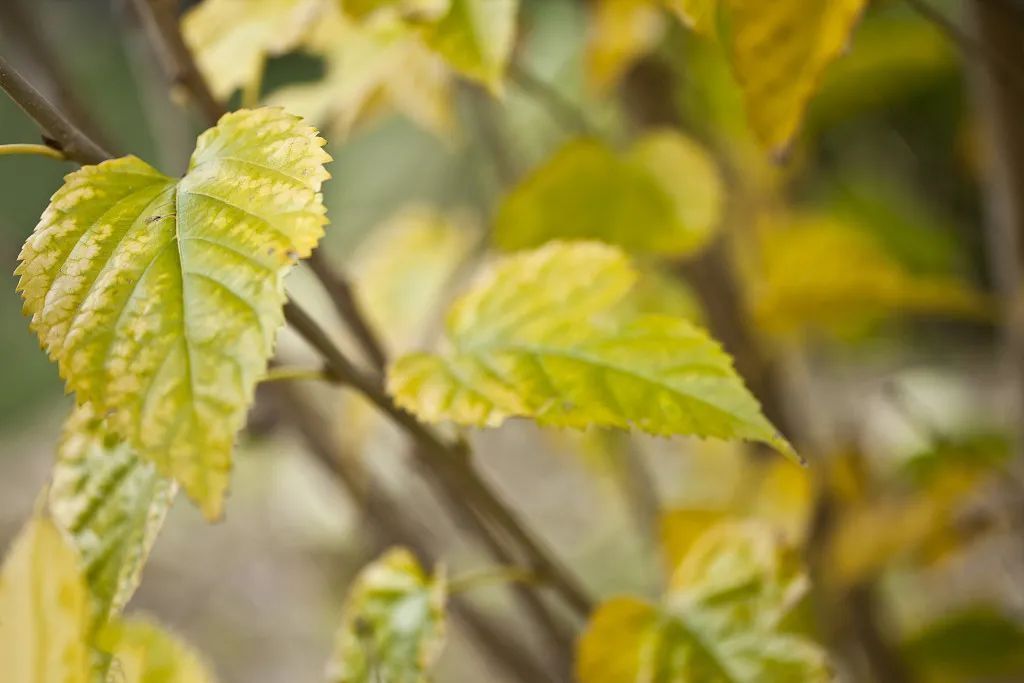 功效|桑叶是个宝,霜打的桑叶为神仙草!如何吃,功效最佳
