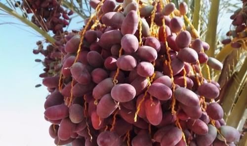 冬天了，女性朋友多吃此食物,滋養(yǎng)肌膚，清肝明目，早吃早好