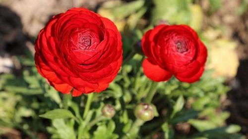 花毛茛花毛茛|养花试试这款，花姿俏丽、花色绚烂缤纷，娇艳夺目