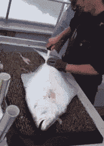 |搞笑GIF:假装什么都没有发生,我只是一个普通的路人甲……