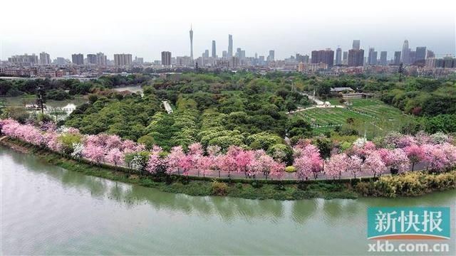 湿地花开 圈粉无数