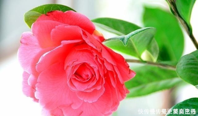 空气湿度|茶花掉花苞的原因,藏在一句“顺口溜”里,古人的经验,值得借鉴!