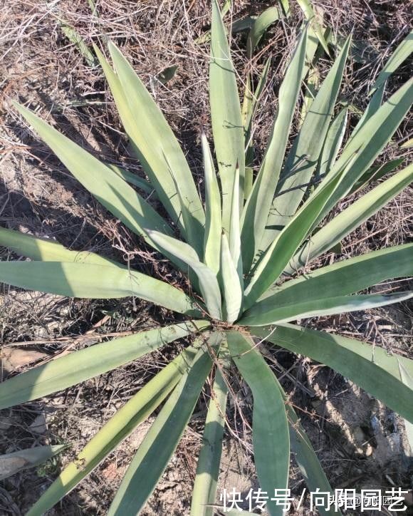 这种龙舌兰，城里卖30块一棵，山上到处是，很适合园艺造景