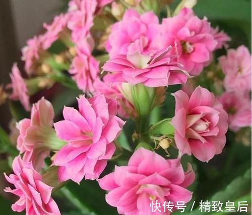 养花就养这几款,全年开花不停,颜值高,随便一养成花海!