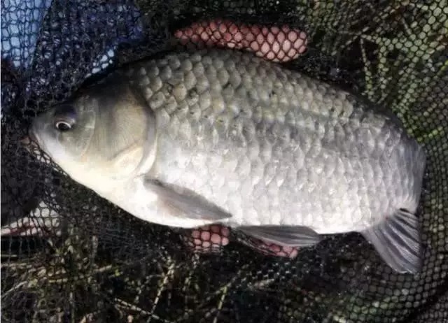 冬钓鲫鱼该怎么抓口？把鲫鱼的吃饵方式弄懂，中鱼率就不是问题了