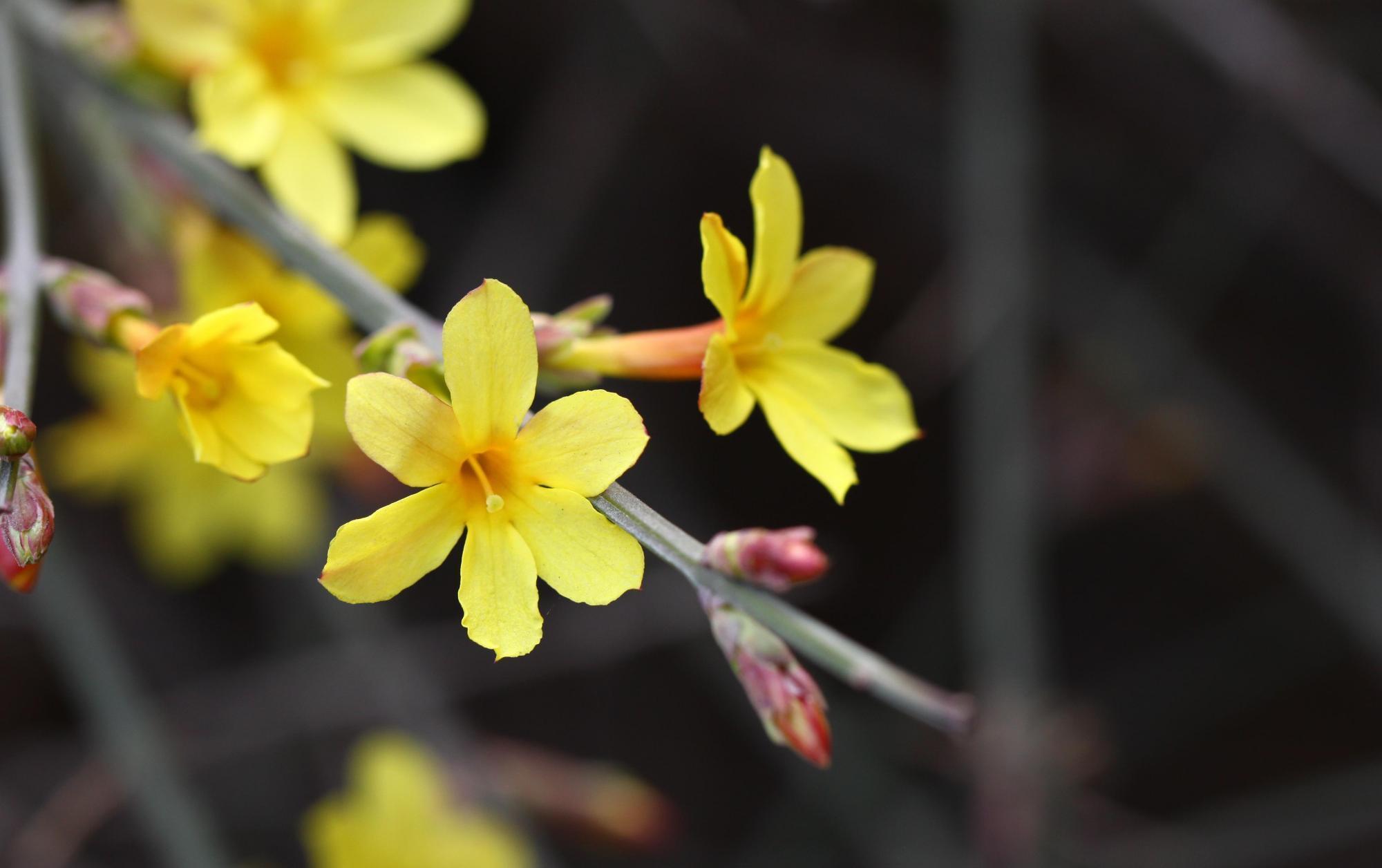 开春养什么花?想早点看花,养这3种,还好养