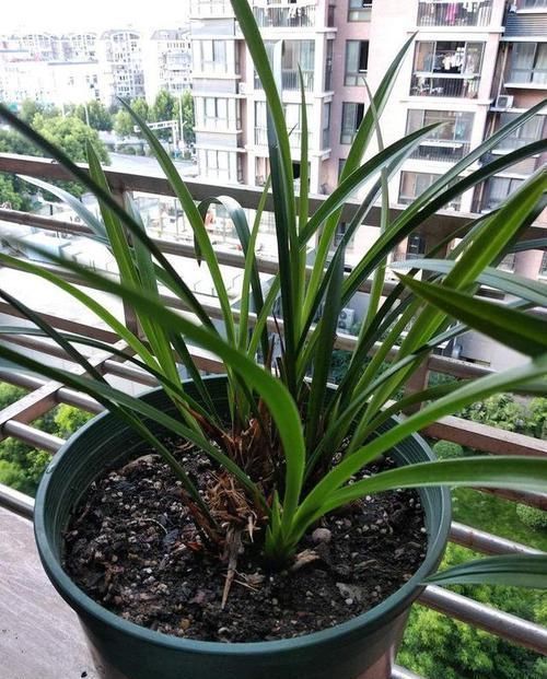 兰花长的慢不开花?这是休眠期,做好这几步,秋天一到花苞冒不停