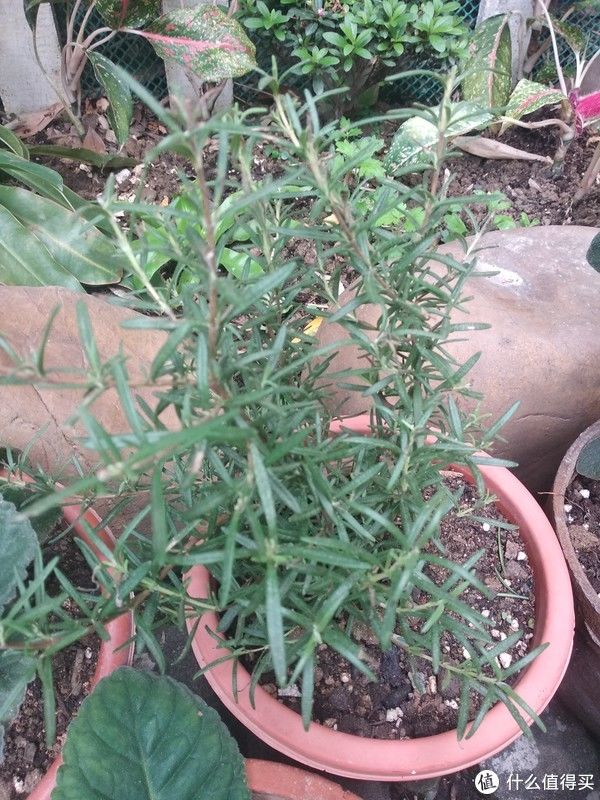 阳台养花系列-介绍几种适合阳台生存（够皮实）香料植物