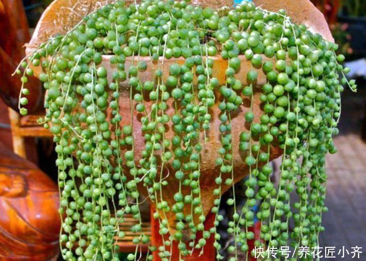 鹿角海棠|7种多肉适合“吊着养”,枝条“流出”花盆,养出状态最美