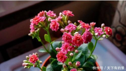 长寿花|天热了,4种花不适合“富养”,少肥少水才能安全度夏,长得健壮