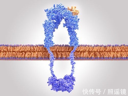 间歇性|间歇性禁食能抗癌?神刊CA下场“辟谣”