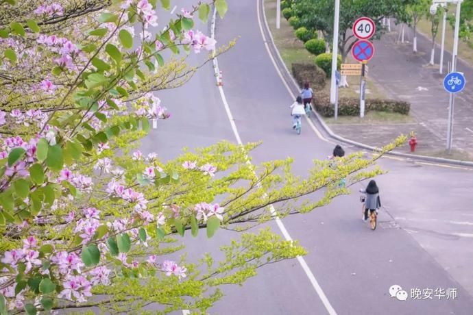 真好看！华师最美校花由你来选