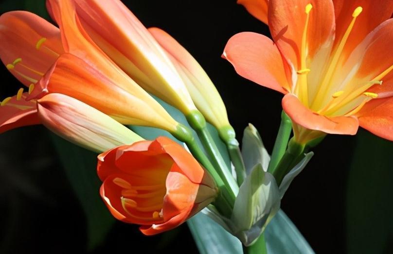 君子兰|盘点君子兰夹箭的六大原因和对症方法