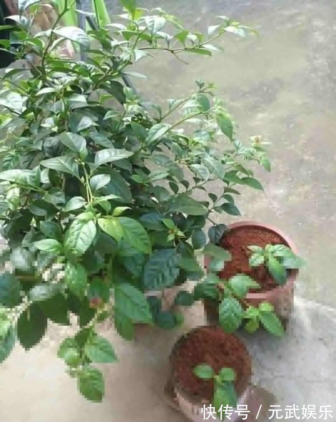 压条|养花技巧:给花切个小口子,埋土里100%生根,根本不用扦插!