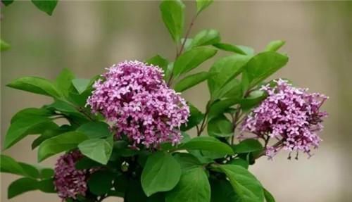 木瓜|有胃病的人,常吃6种食物,有助于养胃护胃,胃一天天变好!