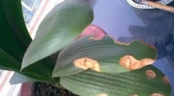 君子兰没有根能栽活吗，三个步骤教你如何栽好君子兰！