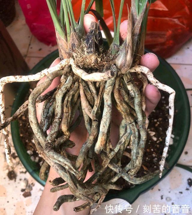 兰花真难养啊,十根九空,哪个环节出问题