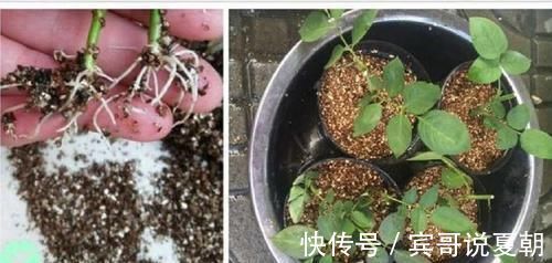 扦插|蛭石只有两个作用,在养花的过程中这两个作用表现良好