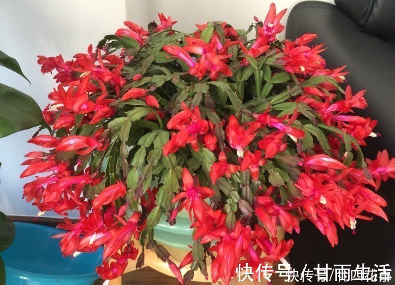 蟹爪兰叶子软塌，难复花，“根源”在这里，解决后重新饱满猛开花