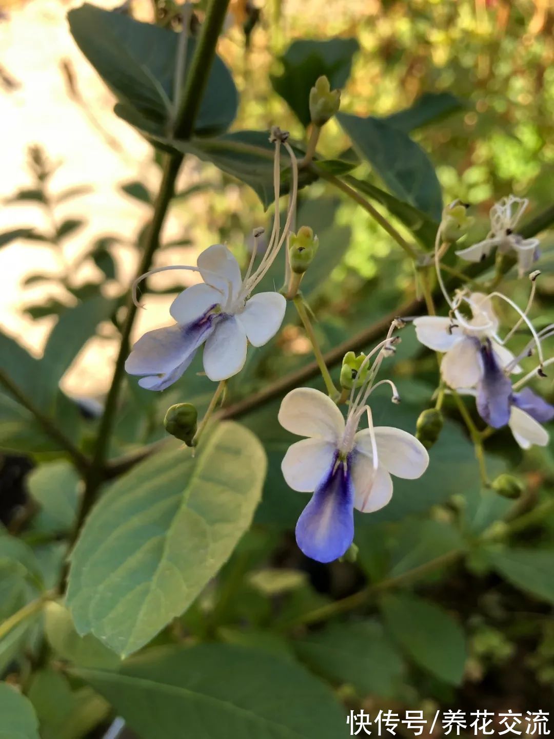 多年生|7种四季都可以养室内的开花植物，养花新手也可以尝试种几盆