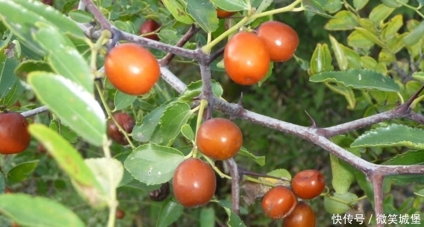 失眠|乡下这种小野果,特别功效能治失眠,果仁很珍贵药店1千克30元