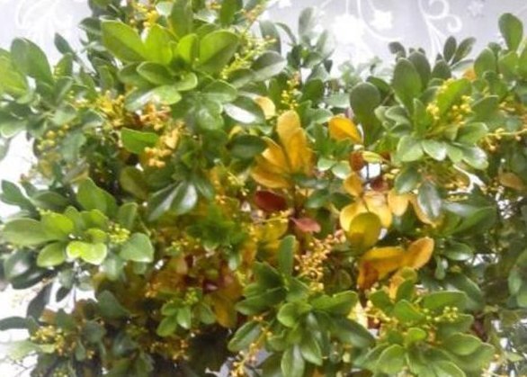 花盆|老婆用装修时剩下的“小东西”,埋在花盆里面,花就没有黄过叶