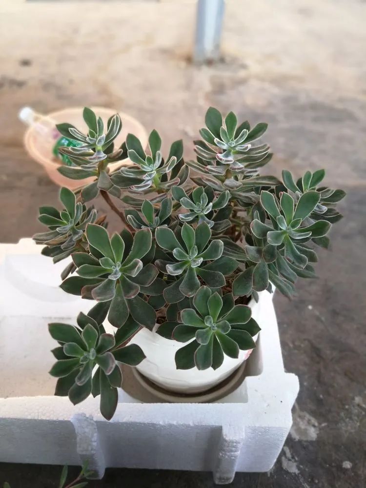 养多肉两年，200多盆养死的不到10盆，记录点点滴滴！