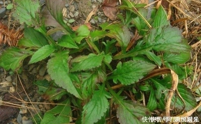 心头好|农村野菜不简单,你可能吃过,但它们的价值就不一定了解了