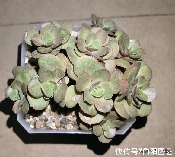 差别|好端端的多肉,到你手里变成绿青菜,环境有差别,多肉会变色