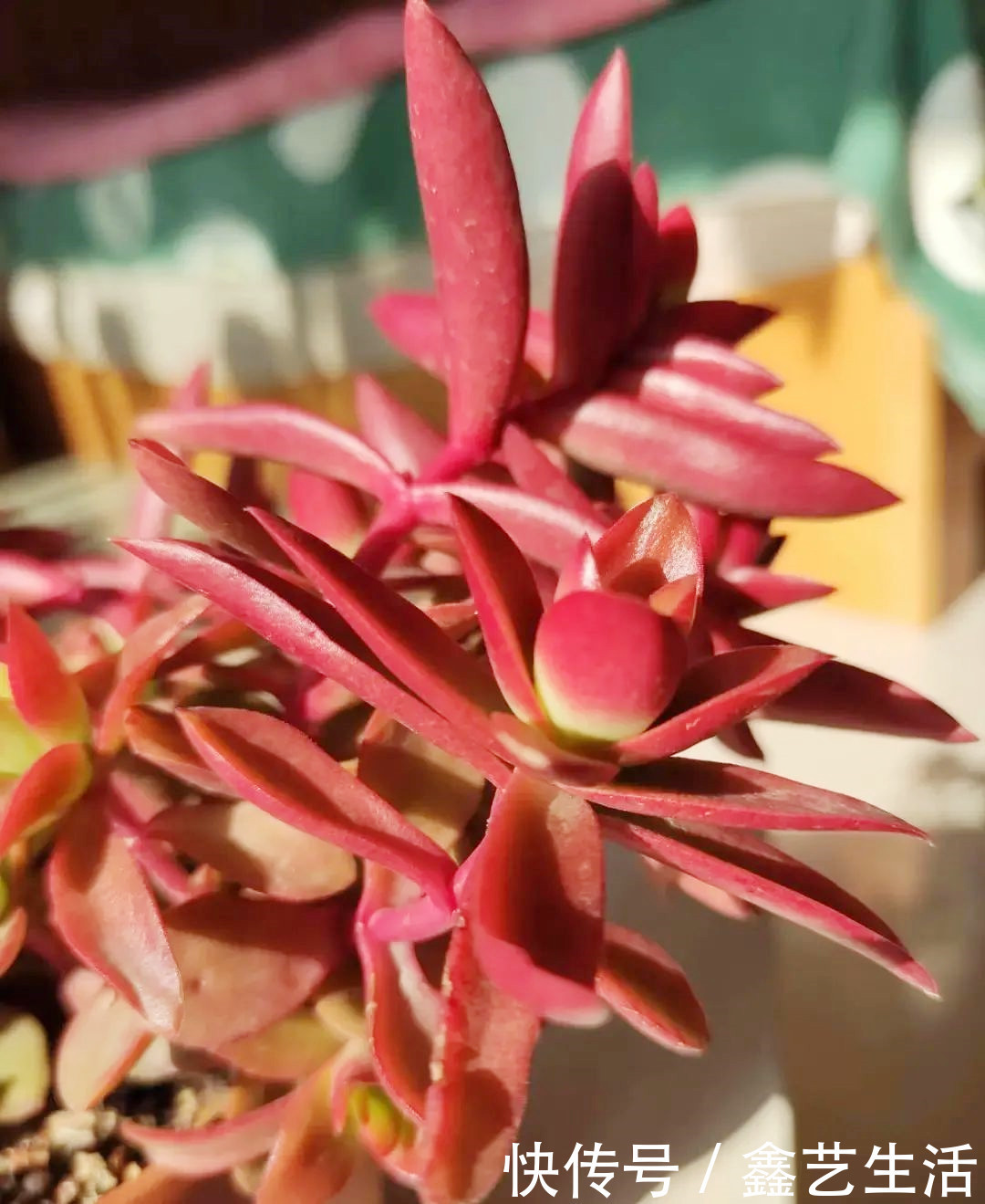 越虐越长疯,3周胖到爆炸的多肉控养大法,不轻易外传