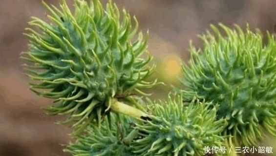 价值|农村这种野果浑身是刺, 农村娃见到就害怕, 可却不知道价值珍贵