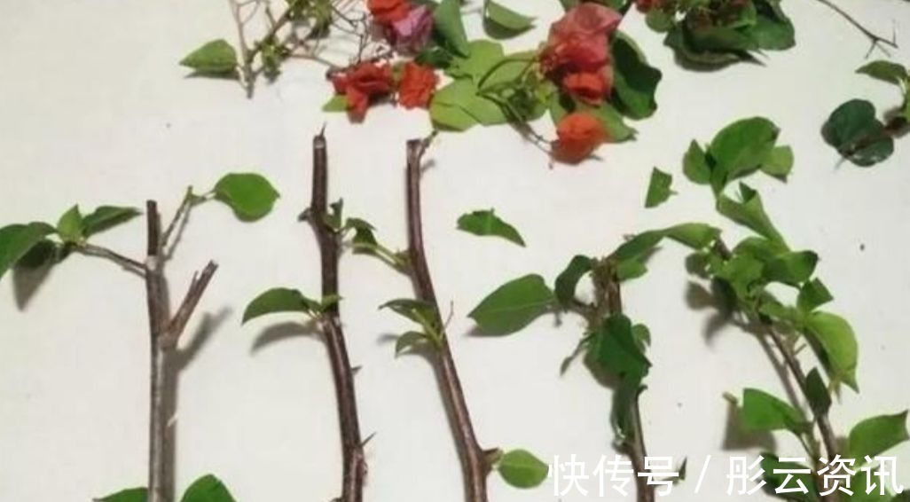 切口处|扦插花卉,总是不生根,大多是3个方面没做好