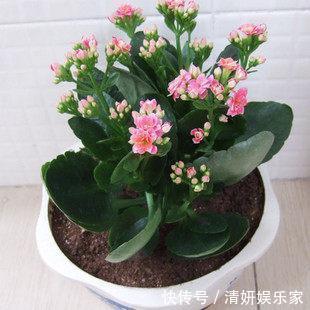 浇水|夏天32度，长寿花进入休眠期，这个“动作”别做，安全度过休眠期