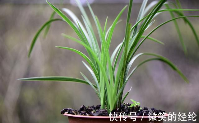 兰苗|怎么判断兰花缺少氮磷钾?学会这三招,养不好兰花都难