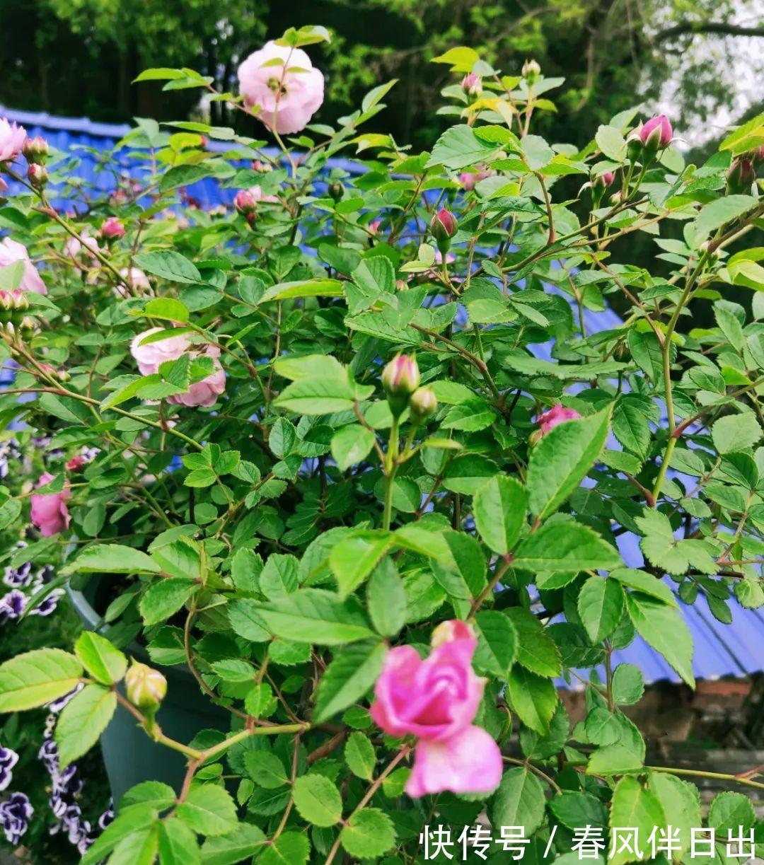 施肥|8种花赶紧剃头,剃得越狠,开花越多