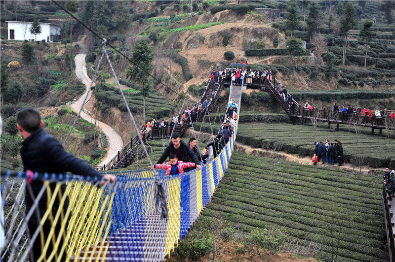 湖北宜昌：茶旅融合闹新春