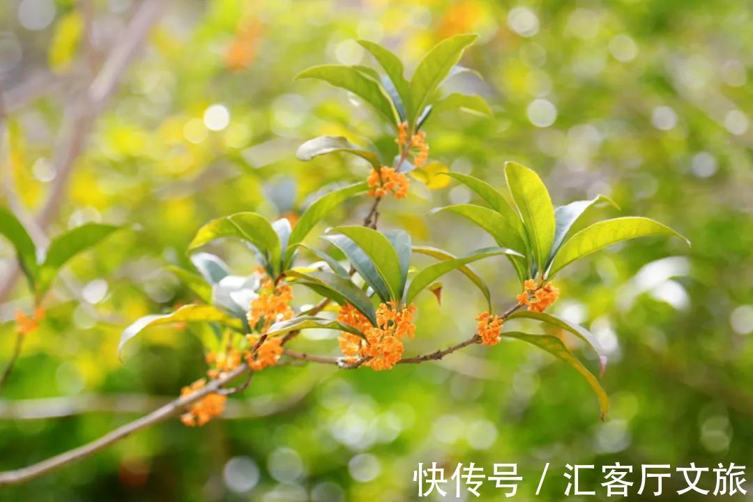 姑苏|秋天是苏州最美的季节：枫叶红、银杏黄、桂花开……