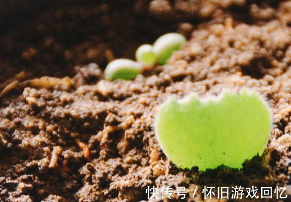 喷壶|多肉植物浇水方式,喷雾,喷水,尖嘴壶,浸盆,你用哪一种