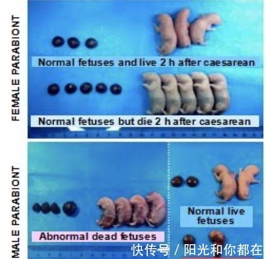 怀孕|公鼠成功怀孕生崽,男人生孩子还远吗?