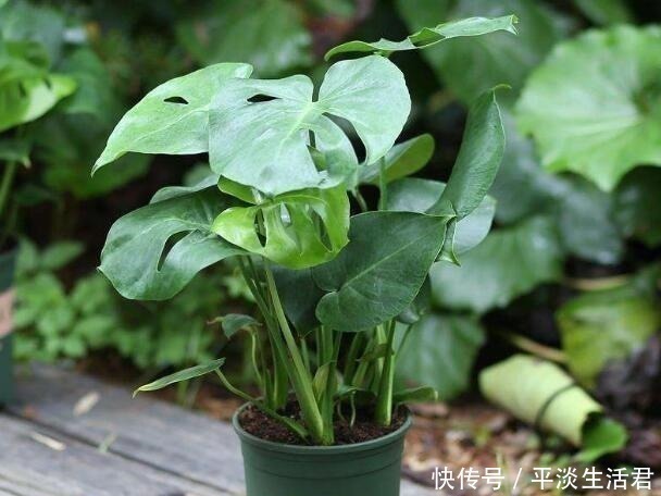 “病菌”不喜欢7种花,养家里,一家老小“身体好”,聪明人都养!