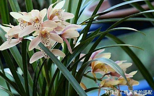 阳台上|媳妇盆栽3年的兰花,爆盆的速度太疯狂,阳台上都放不下了