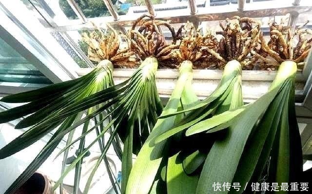 入秋后给君子兰换盆,操作5要点,轻松服盆,状根叶绿开花早!