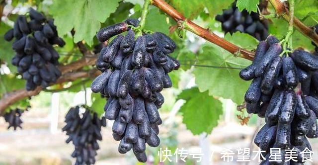 家有院子别空着,不妨种几棵果树,耐寒耐旱,而且果肉鲜甜可口!