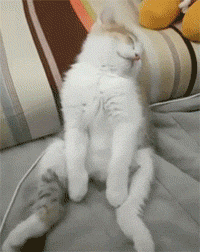 |搞笑动图:我要跟电视里的猫一起玩,跑哪去了呢?