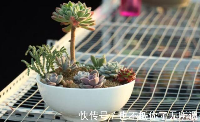 心血|老桩多肉该怎么换盆？2种方法“保活”，叫你心血不再白费