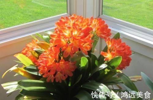 养君子兰知道几个养护小技巧,年年开花四季油绿!早看早知道