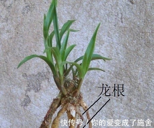 兰花“龙根”和“龙蛋”有啥区别，龙根苗如何养护？总算涨见识了