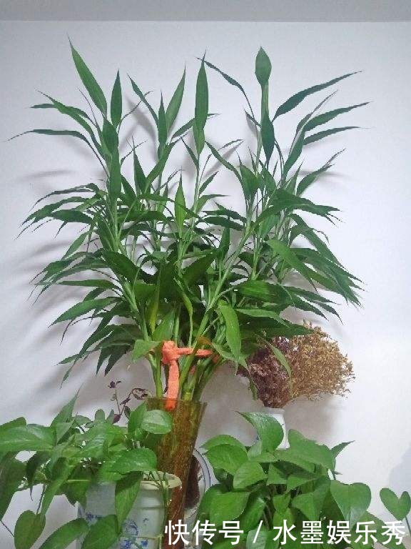 橡皮树“一枝冲天”,赶紧砍一刀,半月憋出不少新芽