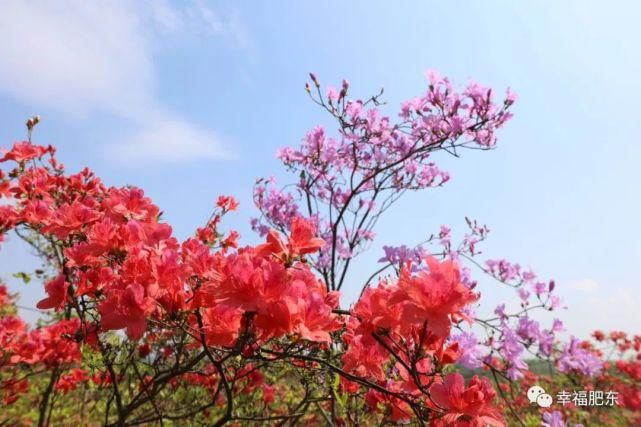 宛如仙境！肥东百万株映山红进入盛花期！不要错过~